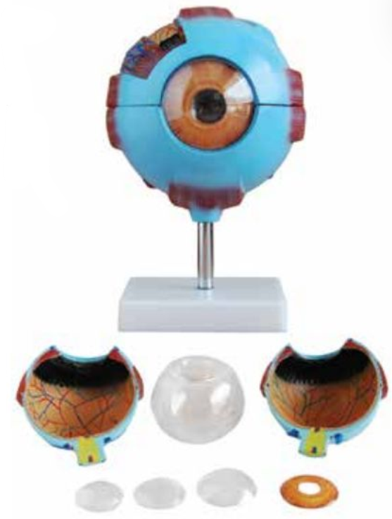 GIANT HUMAN EYE