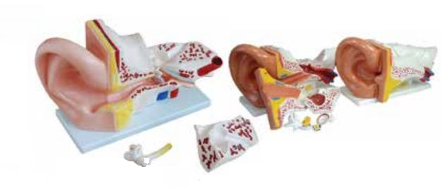 HUMAN EAR (JUMBO SIZE)