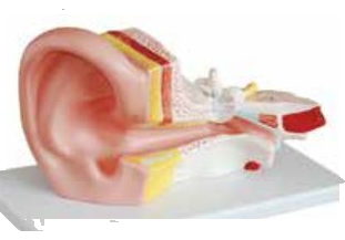 HUMAN EAR (3 TIMES)