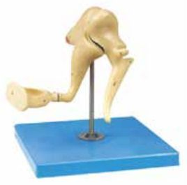 AUDITORY OSSICLE MODEL