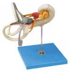 LABYRINTH MODEL