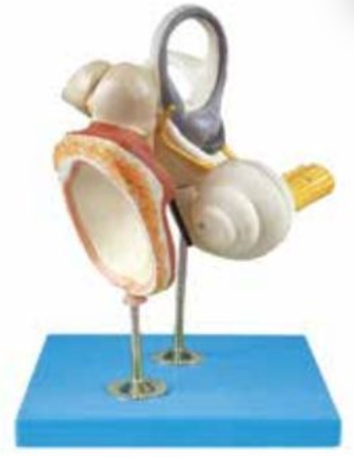 INNER EAR, AUDITORY OSSICLE AND TYMPANIC MEMBRANE