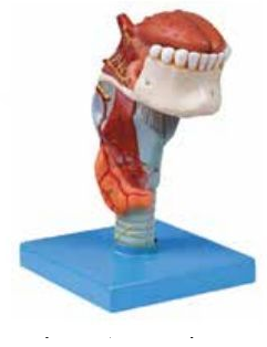 LARYNX WITH TONGUE AND TEETH (SOFT)