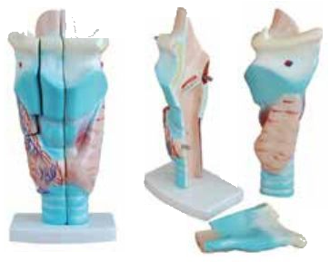 HUMAN LARYNX
