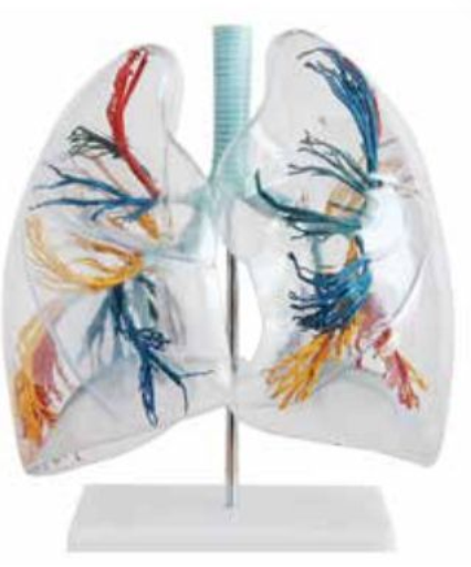MODEL OF TRANSPARENT HUMAN LUNG SEGMENT (JUMBO)