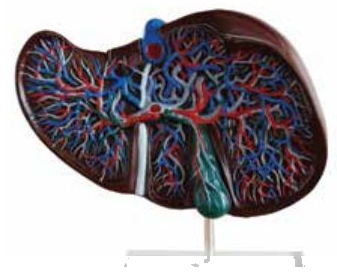 HUMAN LIVER (GIANT)