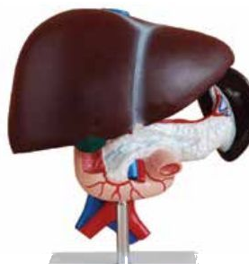 HUMAN LIVER, PANCREAS & DUODENUM