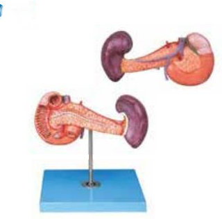 PANCREAS WITH SPLEEN AND DUODENUM (SOFT)