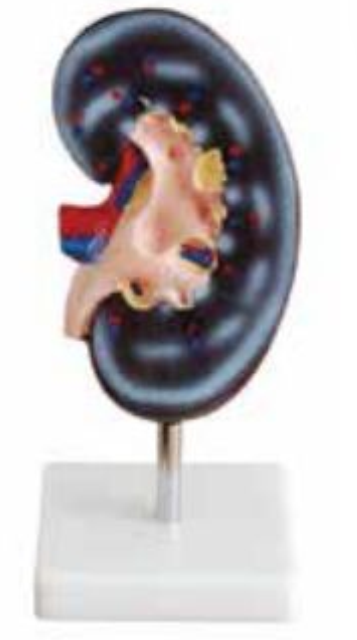 HUMAN KIDNEY (1 PARTS)