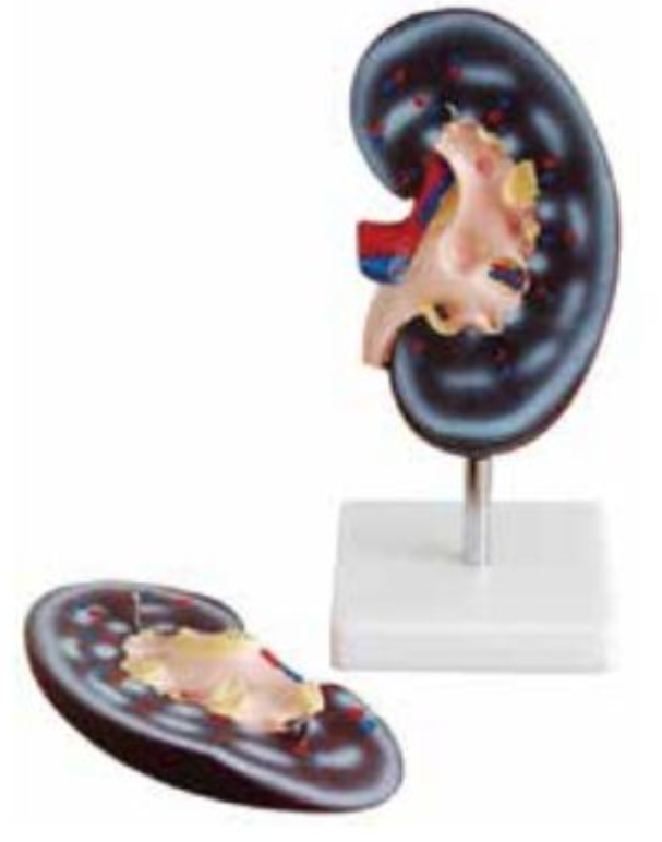 HUMAN KIDNEY (2 PARTS)