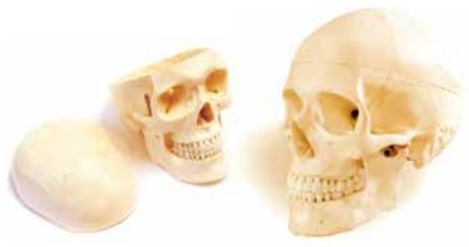 MODEL OF ADULT SKULL LIFE-SIZE