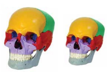 MODEL OF ADULT SKULL LIFE-SIZE COLOURED BONES