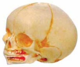 MODEL OF LIFE-SIZE FETAL SKULL