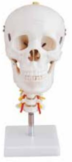 SKULL WITH CERVICAL SPINE