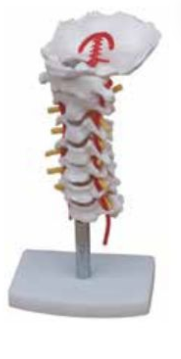 CERVICAL VERTEBRAL COLUMN WITH NECK ARTERY