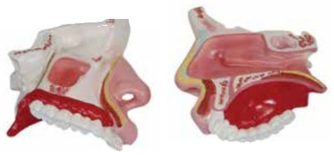 HUMAN NASAL CAVITY
