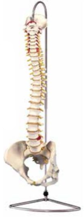LIFE-SIZE HUMAN VERTEBRAL COLUMN WITH PELVIS (FLEXIBLE)