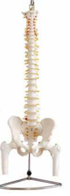 LIFE-SIZE HUMAN VERTEBRAL COLUMN WITH PELVIS AND FEMUR HEADS (FLEXIBLE)
