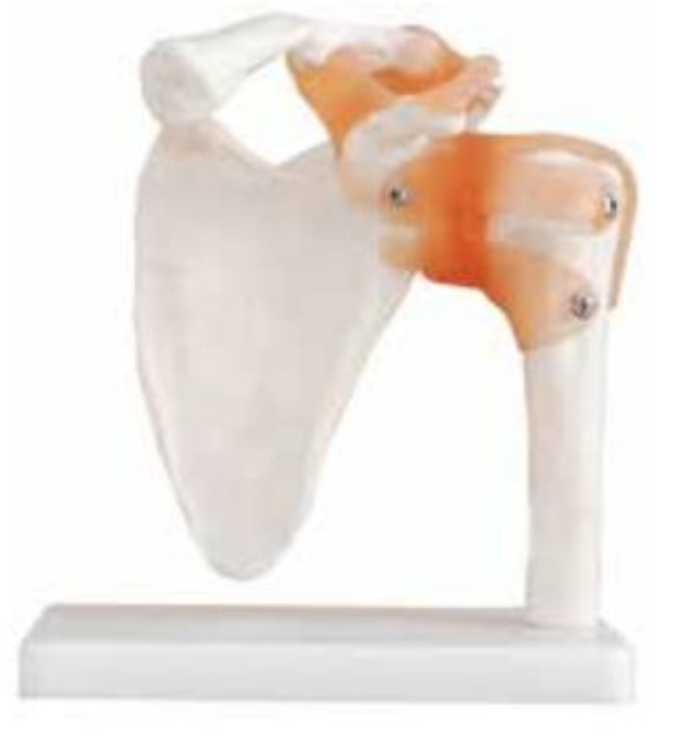LIFE-SIZE FUNCTIONAL HUMAN SHOULDER JOINT