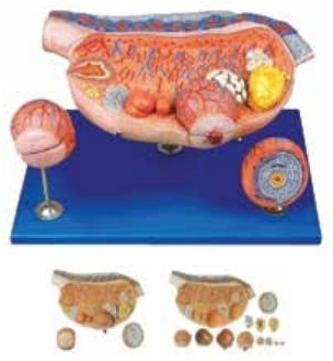Histology & Microanatomy teaching models