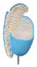 MAGNIFIED TESTICLE (SOFT)