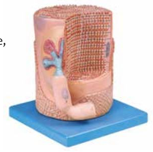SKELETAL MUSCLE FIBER WITH MOTOR END-PLATE