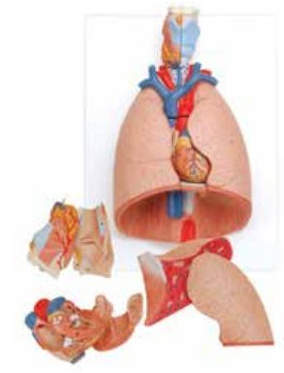 HUMAN THORACIC ORGANS (ANAT-MAGNIFIED MODEL OF LARYNX, HEART & LUNGS) (SOFT)