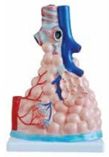 MAGNEFIED PULMONARY ALVEOLI MODEL
