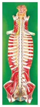 SPINAL CORD IN THE SPINAL CANAL (SOFT)