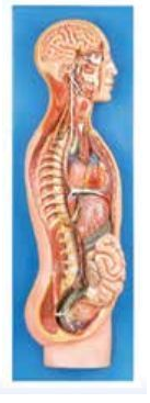 SYMPATHETIC NERVOUS SYSTEM (SOFT)