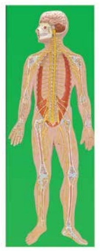 NERVOUS SYSTEM (SOFT)