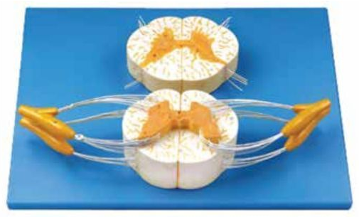 SPINAL CORD WITH NERVE BRANCHES (SOFT)