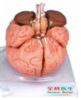 BRAIN (SOFT)