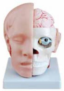 HEAD WITH BRAIN (SOFT)