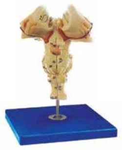 BRAIN STEM (SOFT)