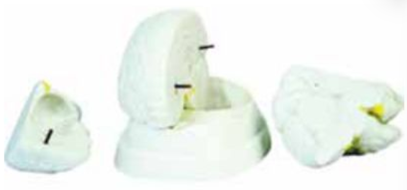 HUMAN BRAIN (SOFT) (3 PARTS)