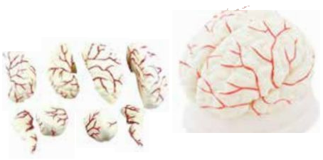 HUMAN BRAIN WITH ARTERIES (SOFT / 8 PARTS)