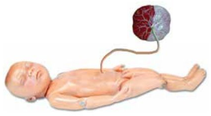 NEWBORN BABY WITH PLACENTA MODEL (SOFT)