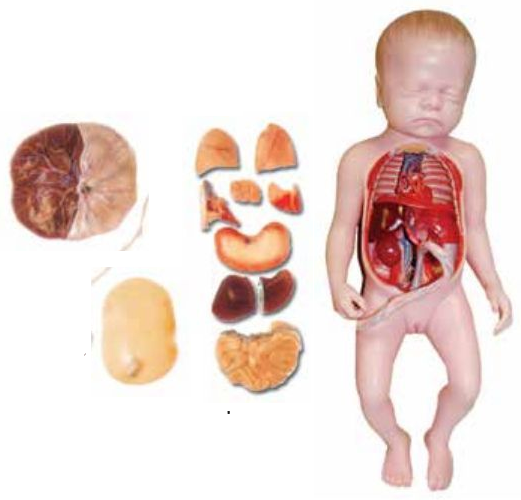 BABY WITH FETUS, VISCUS AND PLACENTA (SOFT)