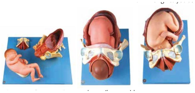 DEMONSTRATION MODEL OF CHILD BIRTH (SOFT)