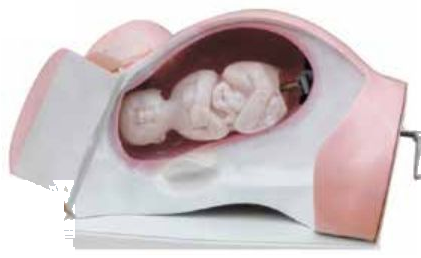 MODEL FOR COURSE OF DELIVERY (SOFT)