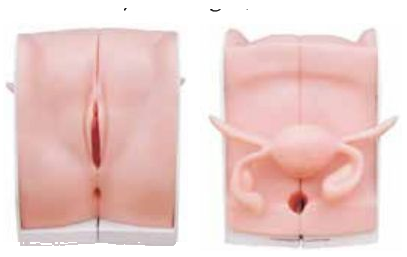 FEMALE CATHETER MODEL (SOFT)