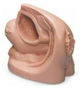 ADVANCED FEMALE CATHETER MODEL (SOFT)