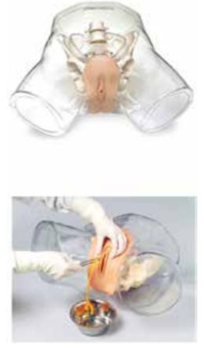 TRANSPARENT ADVANCED FEMALE URETHERAL CATHETERIZATION SIMULATOR