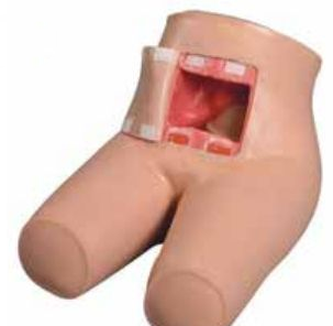 ENEMA AND ASSISTED DEFECATION TRAINING SIMULATOR (SOFT)