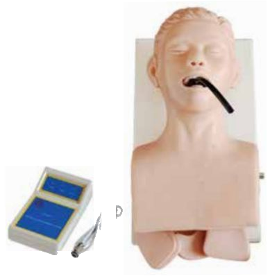 HUMAN TRACHEA INTUBATION SIMULATOR (SOFT)